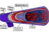 The Care And Feeding Of Your Endothelium